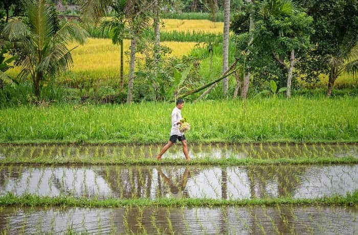 Bali Cultural Escape - Scene 3