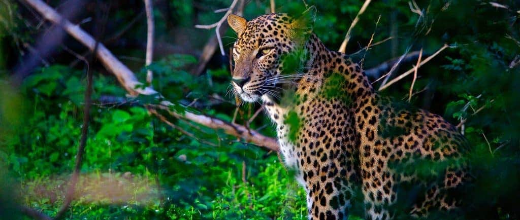 Enchanting Sri Lanka Family Adventure - Scene 4