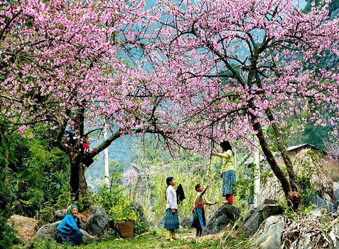 peach-flower-in-spring-sapa-680