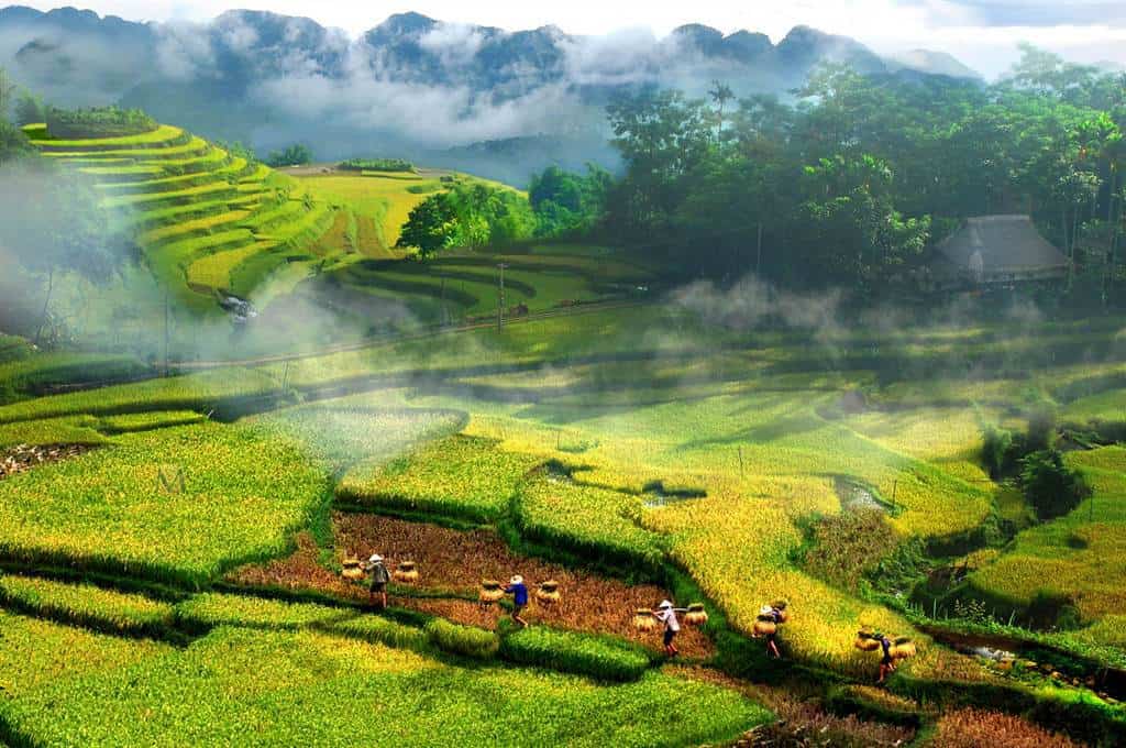 Sapa rice terraces with green fields and mountain scenery in northern Vietnam