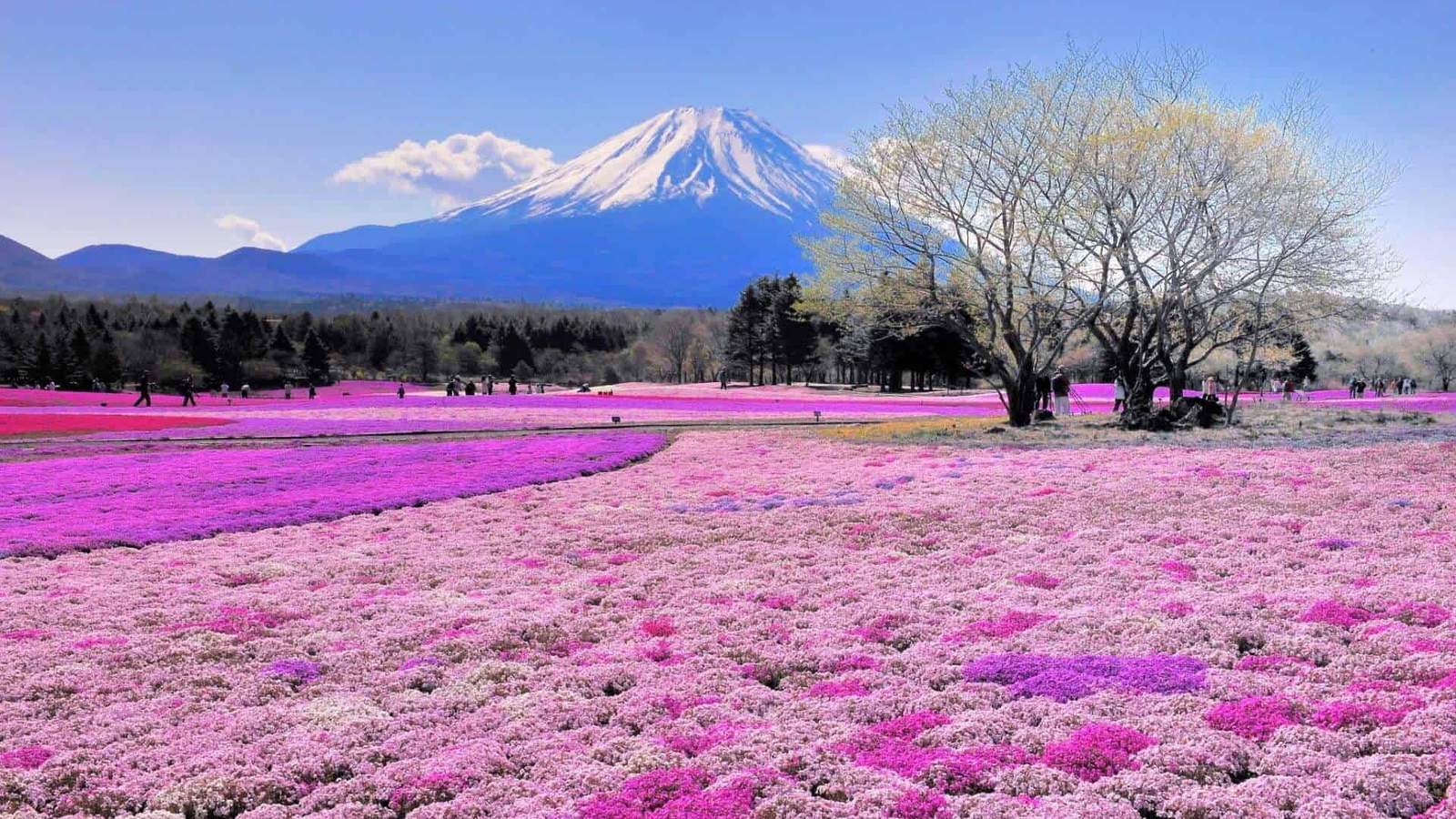 Japan family adventure