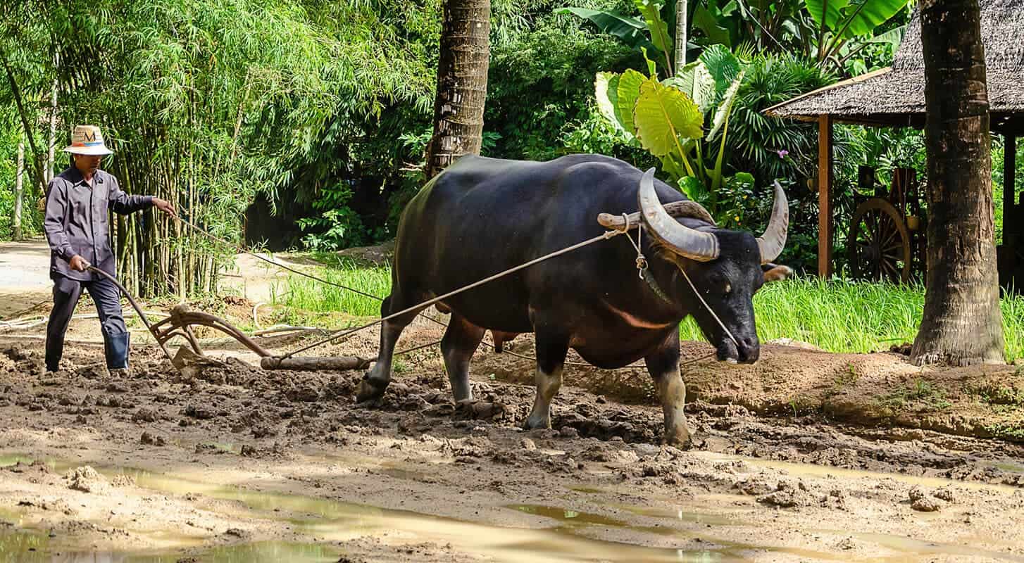 Phuket Safari Tour - Scene 6