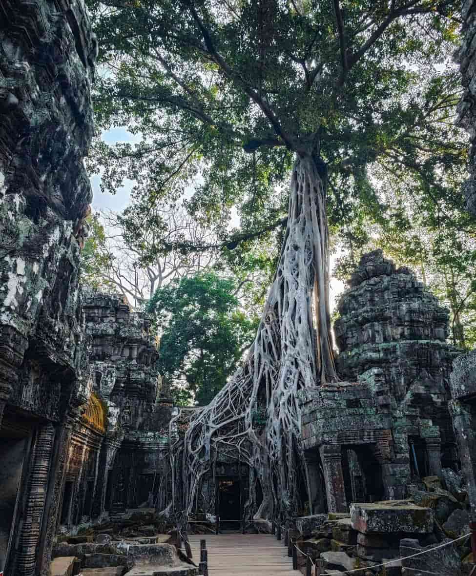Overgrown temple with massive tree roots in a lush jungle environment.