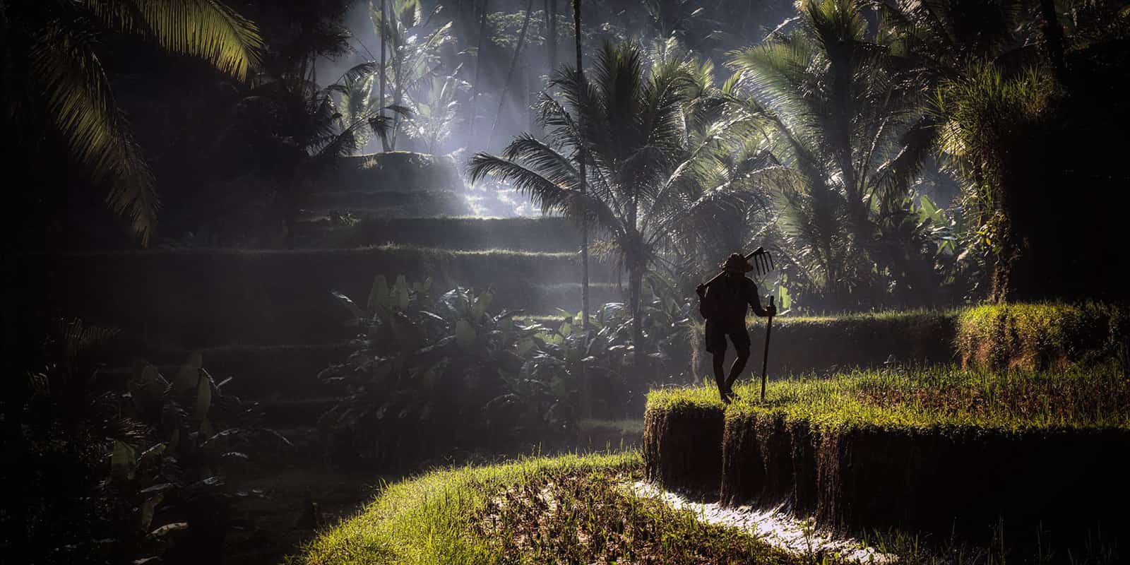 Stepped emerald rice terraces and sacred water temples