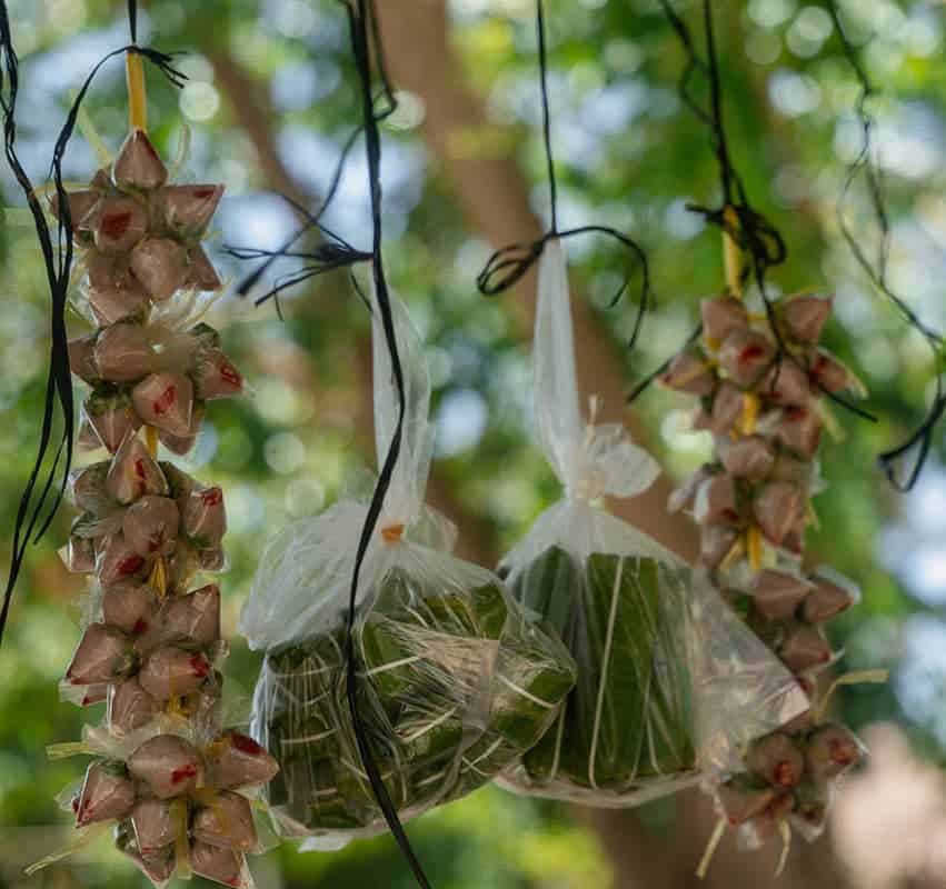 Betel leaves and areca nuts hanging in a tree, traditional ingredients used in Southeast Asian cultu.