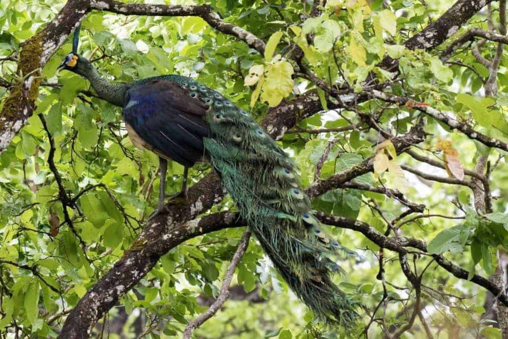 Elegant peacock perched on a tree branch in lush greenery.