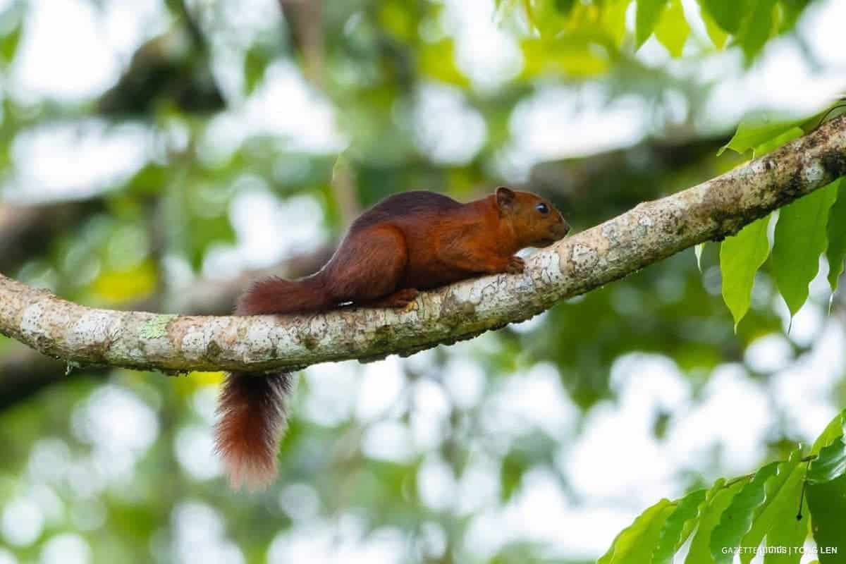 Squirrel resting on a tree branch in a lush green forest.