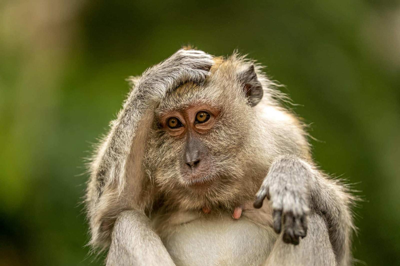 Malaysia & Borneo: Jungles, Cities & Beaches