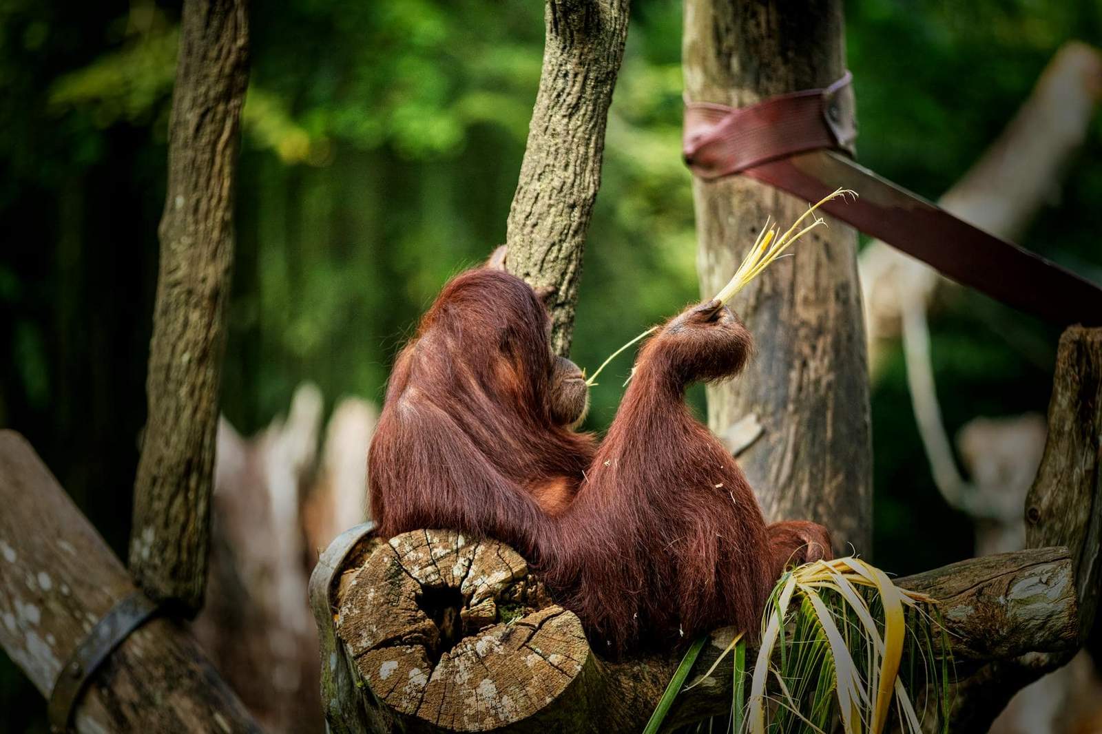 Where to See Orangutans in Borneo, Malaysia: Sepilok, Semenggoh, Kinabatangan and Danum Valley