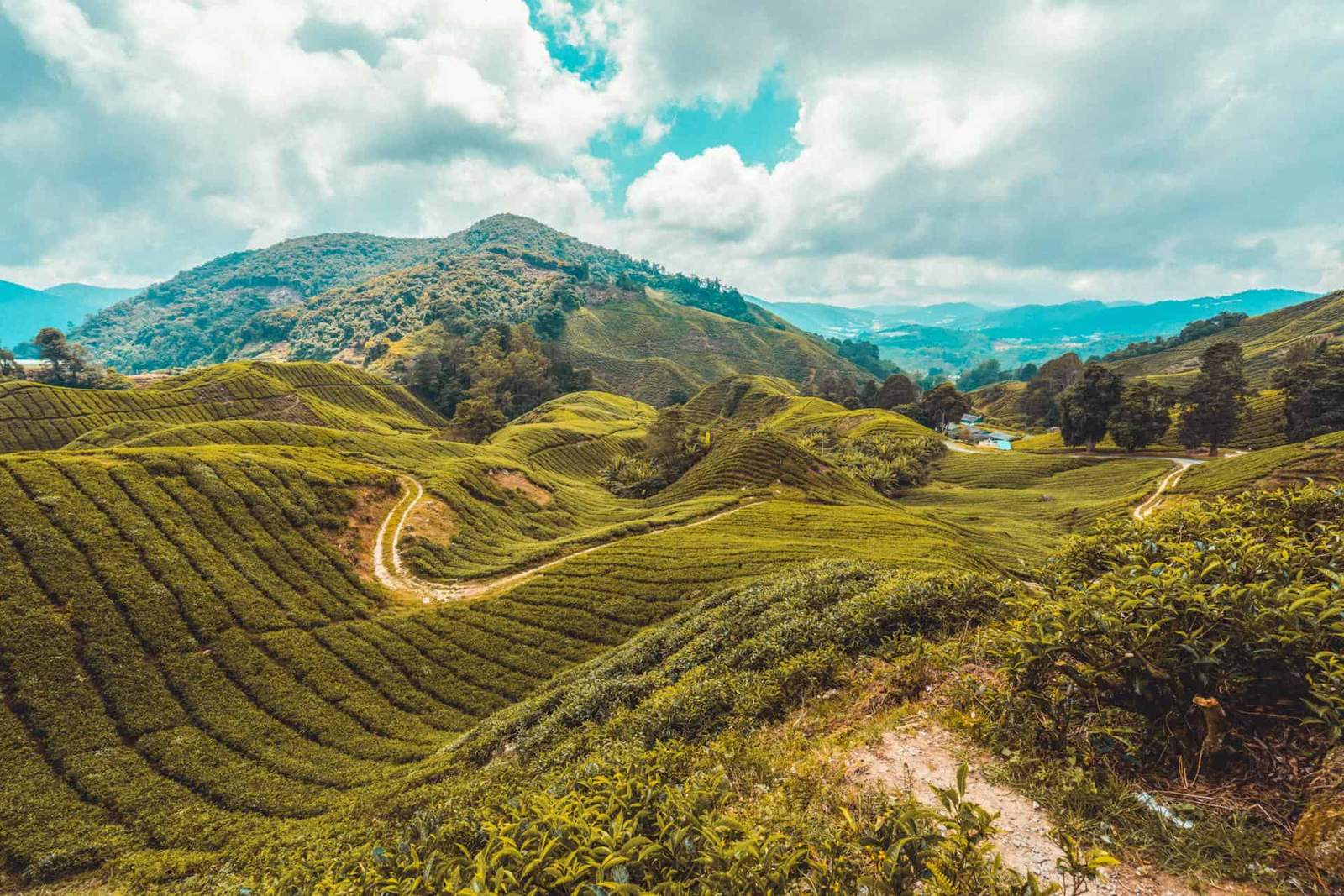 Grand Tour of Malaysia: City, Jungle & Beach