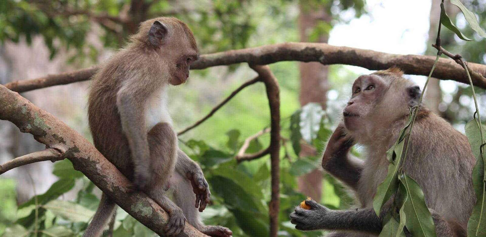 Monkeys sitting on tree branches in lush jungle environment.