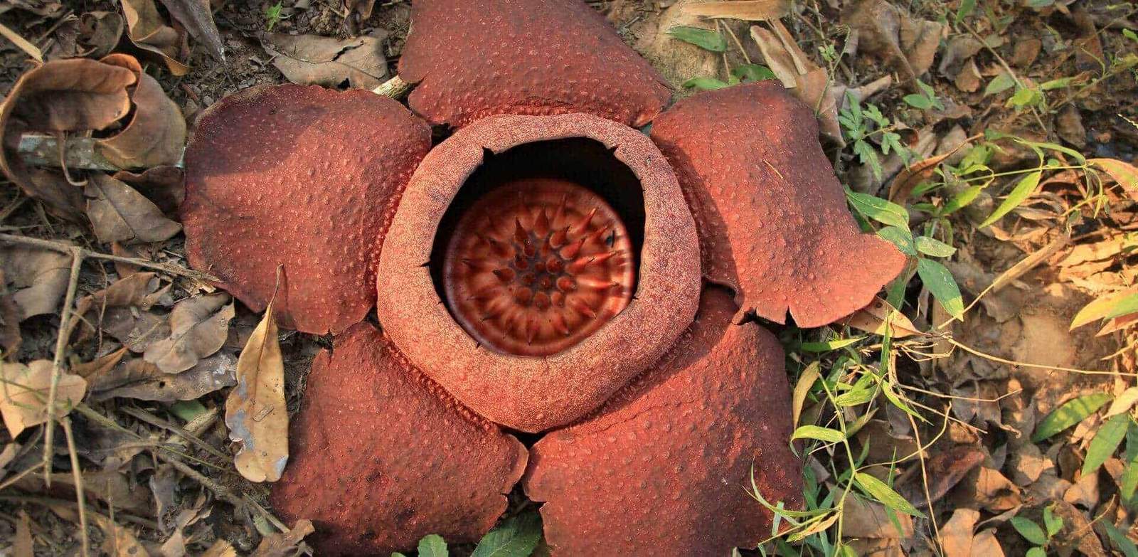 Rare flower with a large, eye-like center in a natural setting.