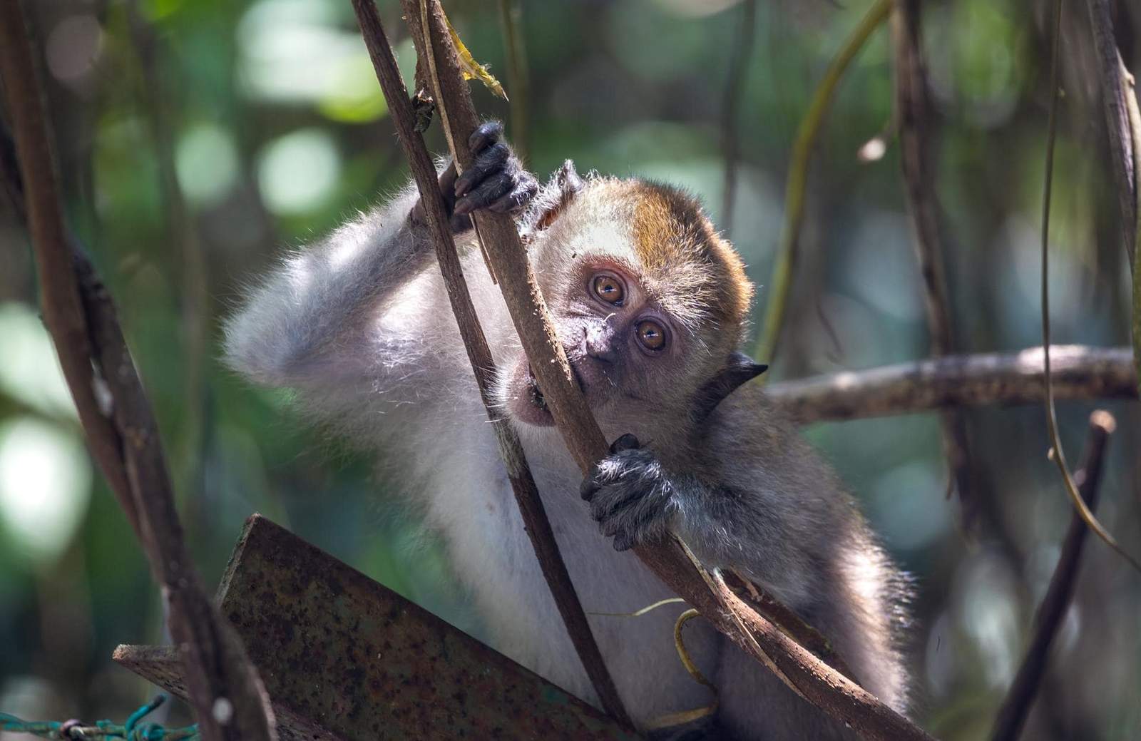 Monkey in Borneo jungle exploring tree branches.