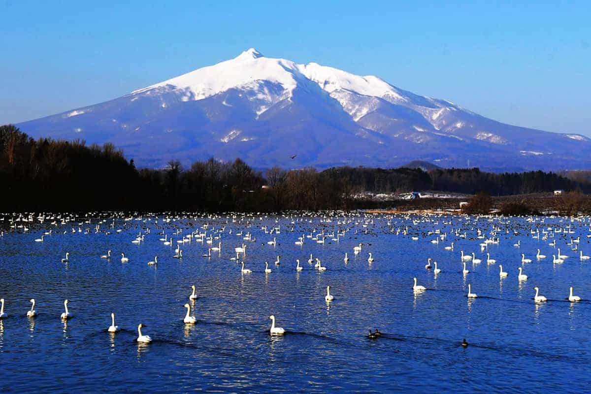 Mount Fuji snow-capped volcano with swans swimming in a lake in Japan.