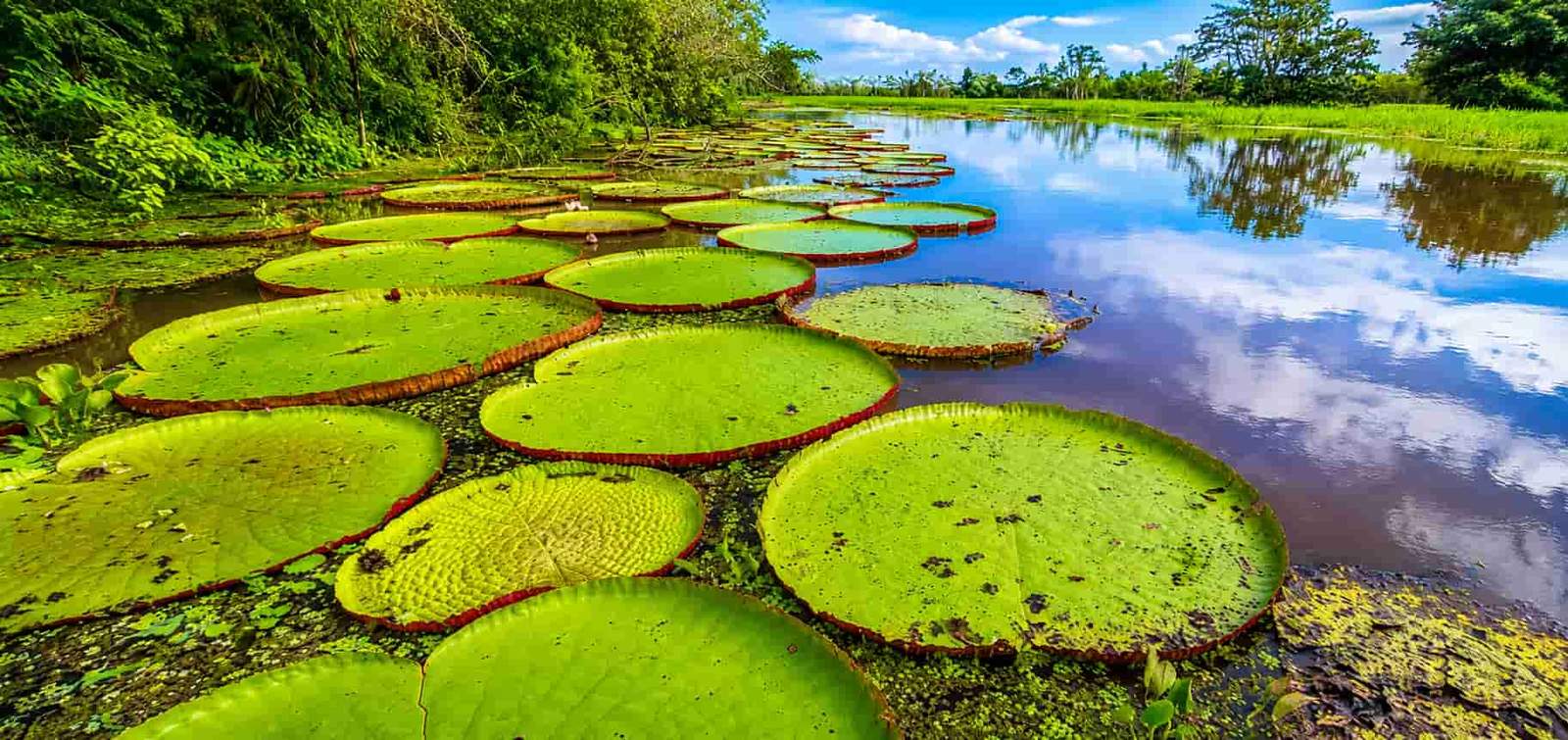 Where is the Amazon River?
