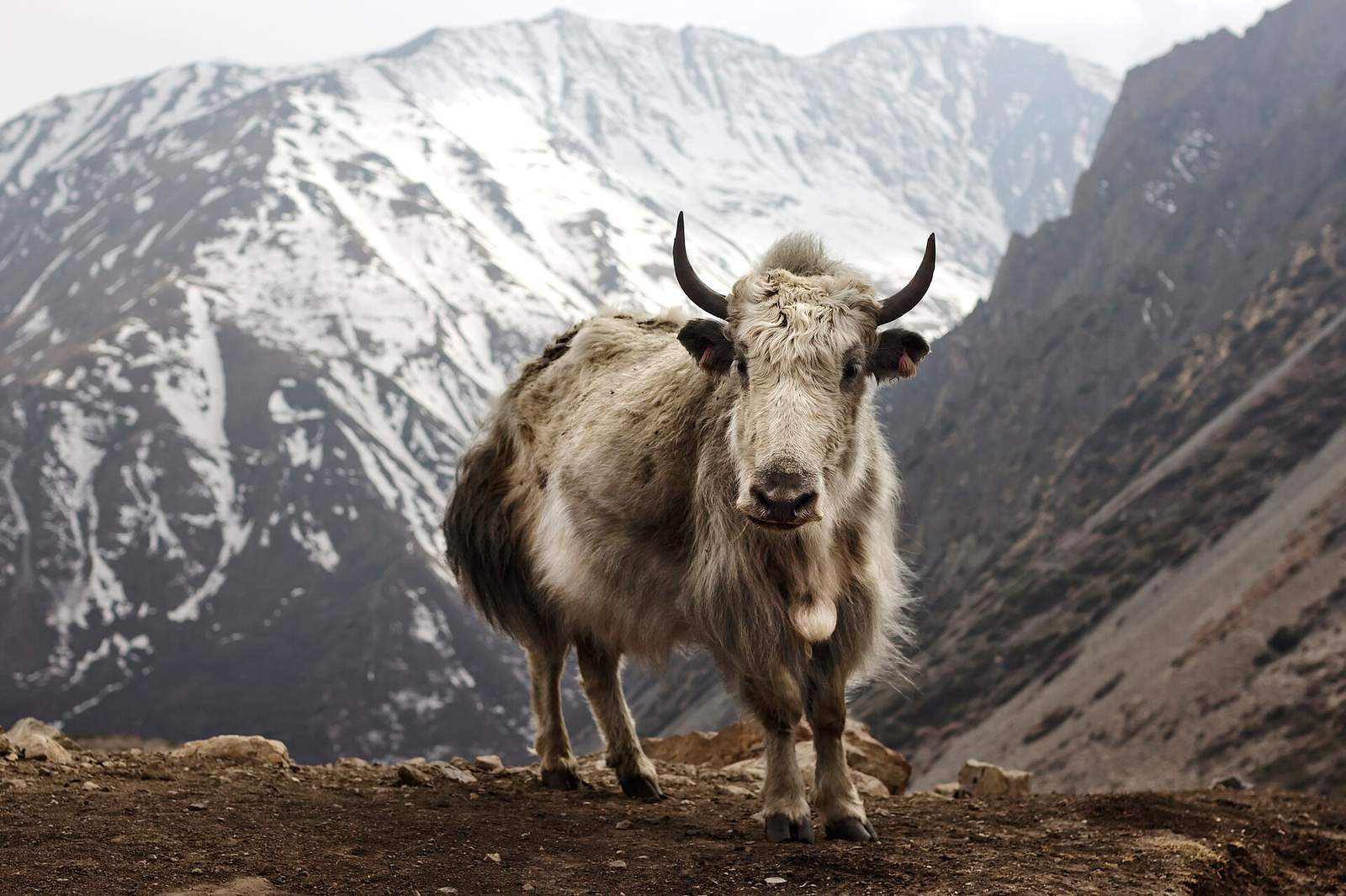 Experience Annapurna Region