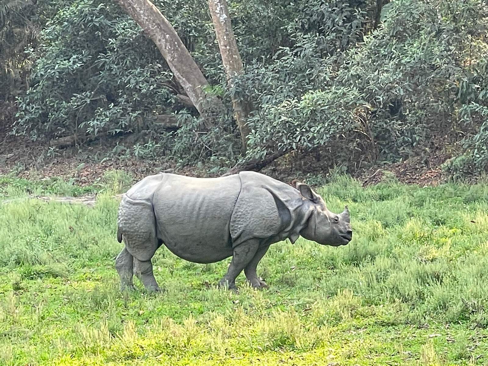 Greater one-horned rhinoceros in Chitwan National Park