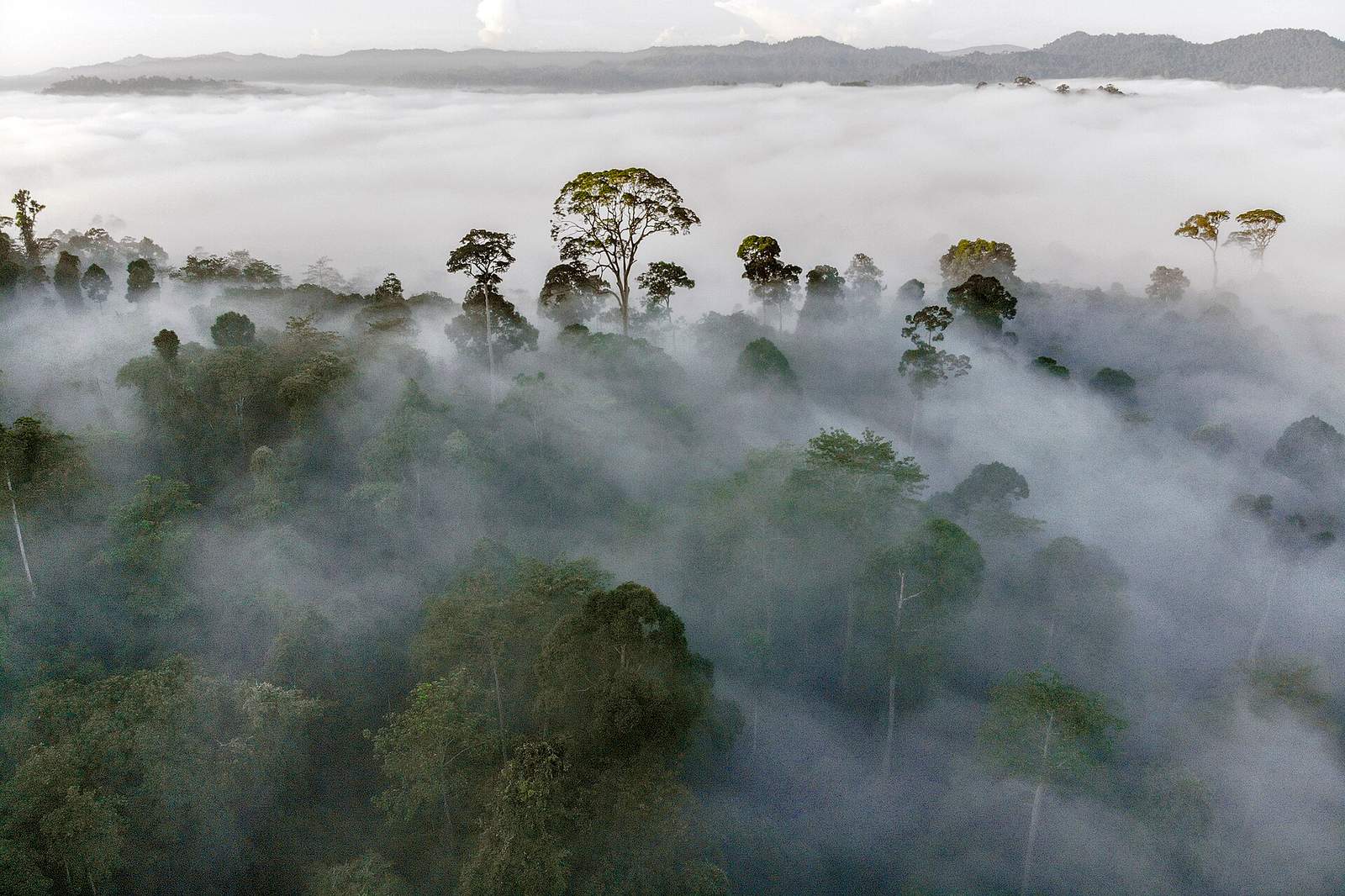 Experience Danum Valley