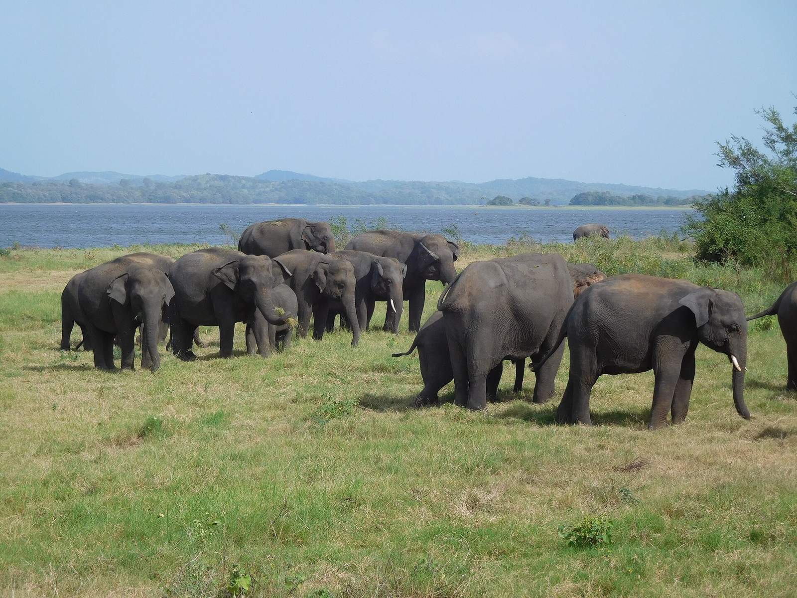 Experience Minneriya National Park