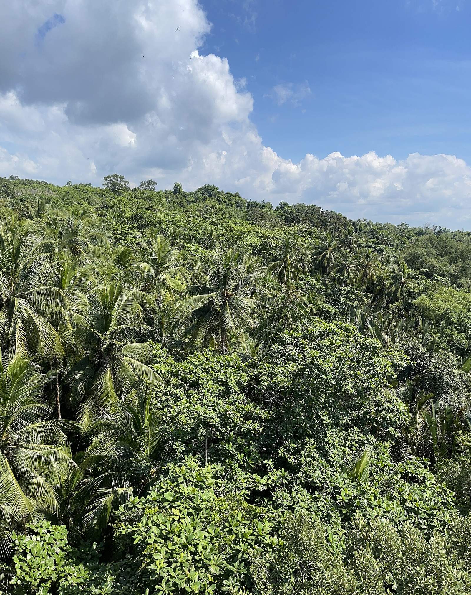 Coastal wetland landscape at Chek Jawa on Pulau Ubin, Singapore