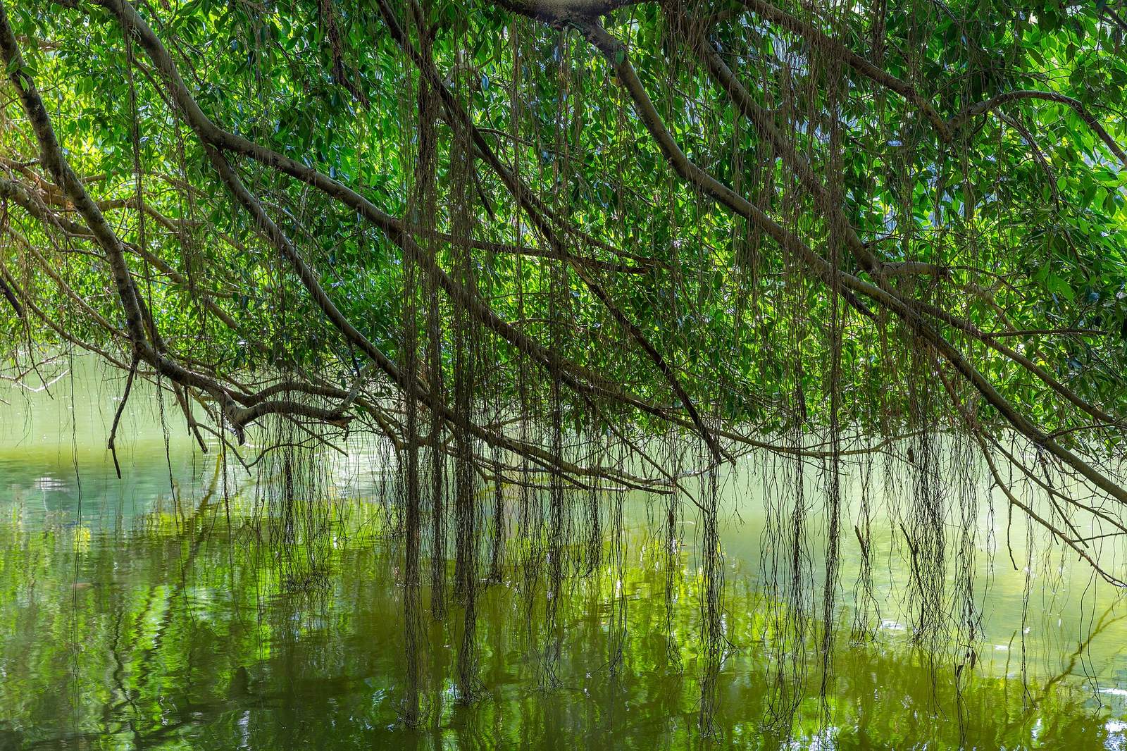 Experience Singapore Botanic Gardens