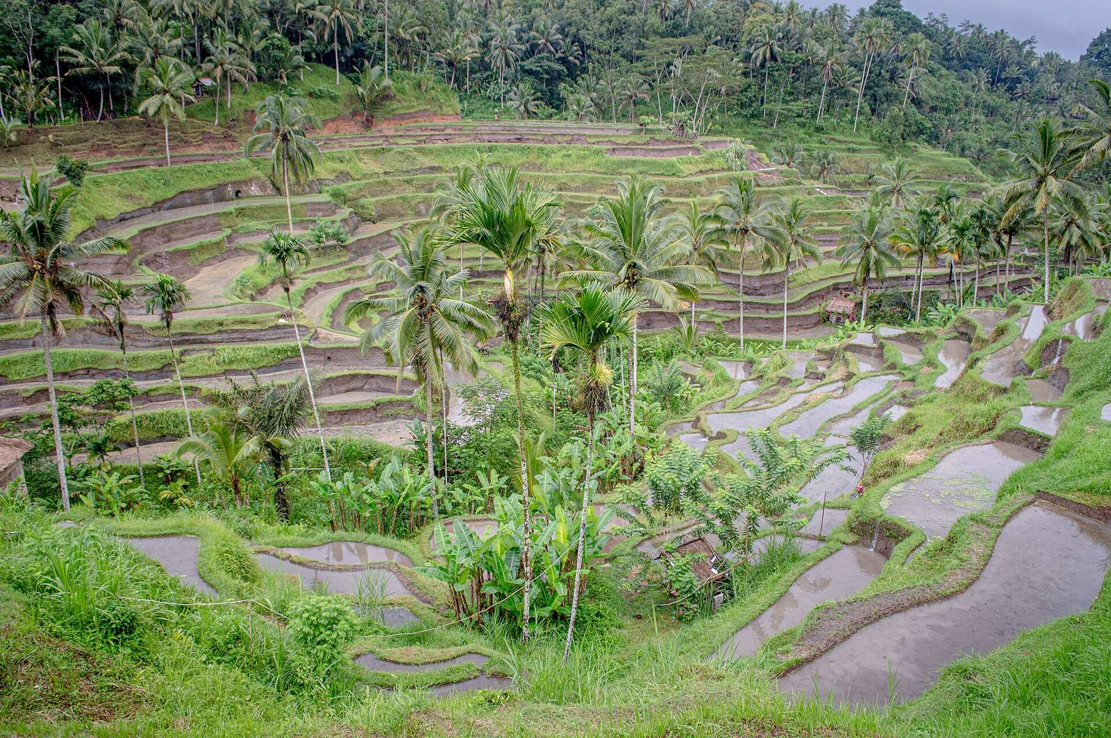 Experience Ubud, Bali
