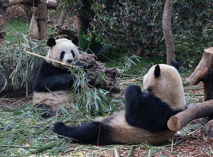China Panda Discovery