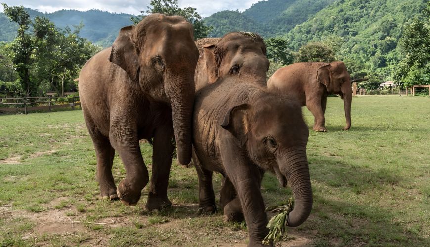 See elephants at the Elephant Nature Foundation in Chiang Mai