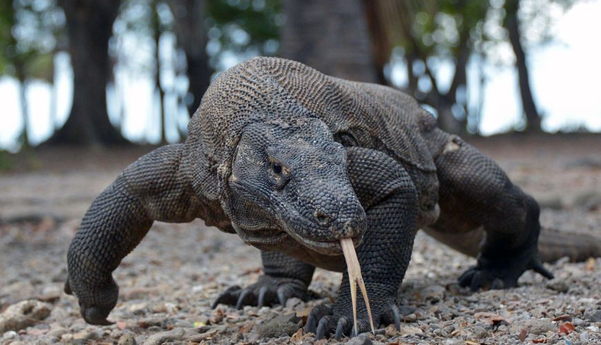 Flores and Komodo: Indonesia’s wild frontier